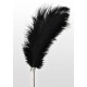 Feather Tickler