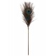 Peacock Tickler